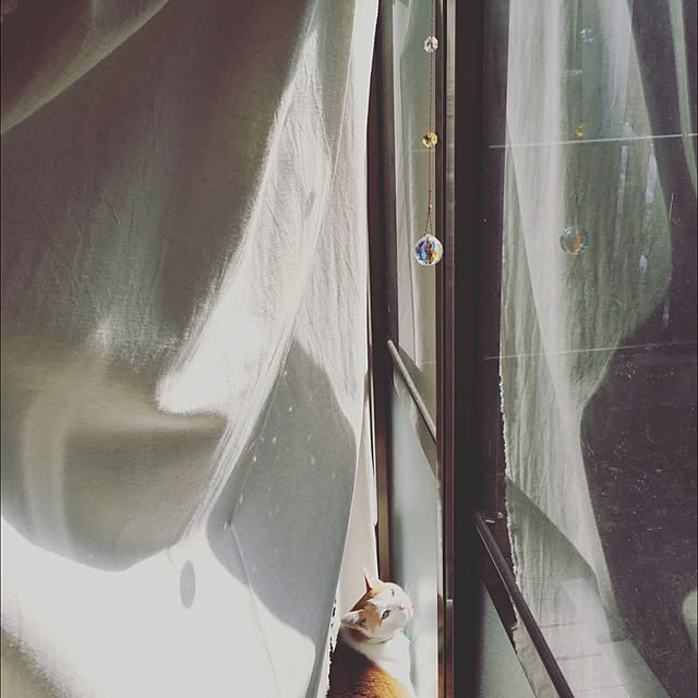 torarararikoさんの実例写真