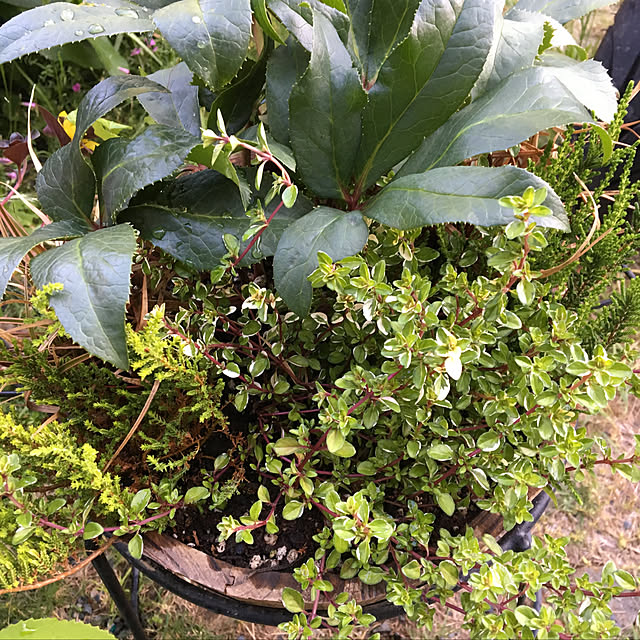 玄関/入り口/持ち家/シンプルな暮らし/季節を感じる暮らし/寄せ植え...などのインテリア実例 - 2018-06-03 22:20:57