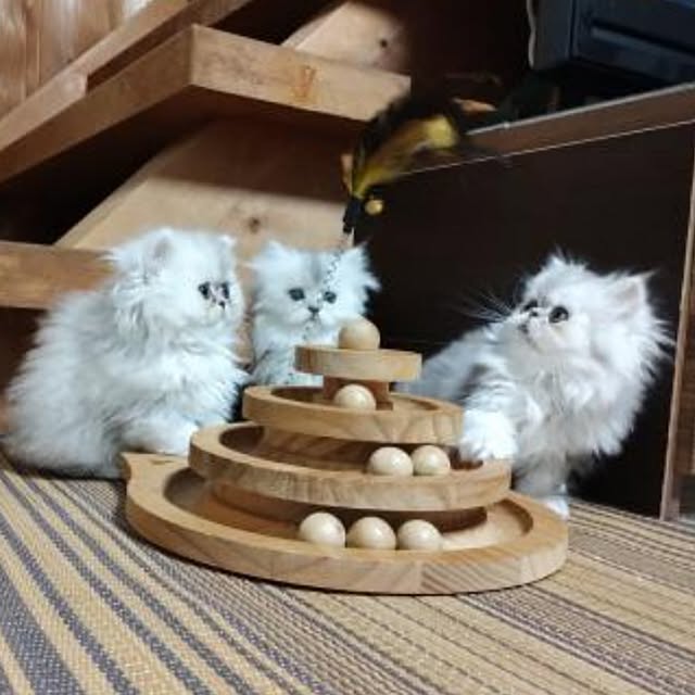 makaronさんの部屋