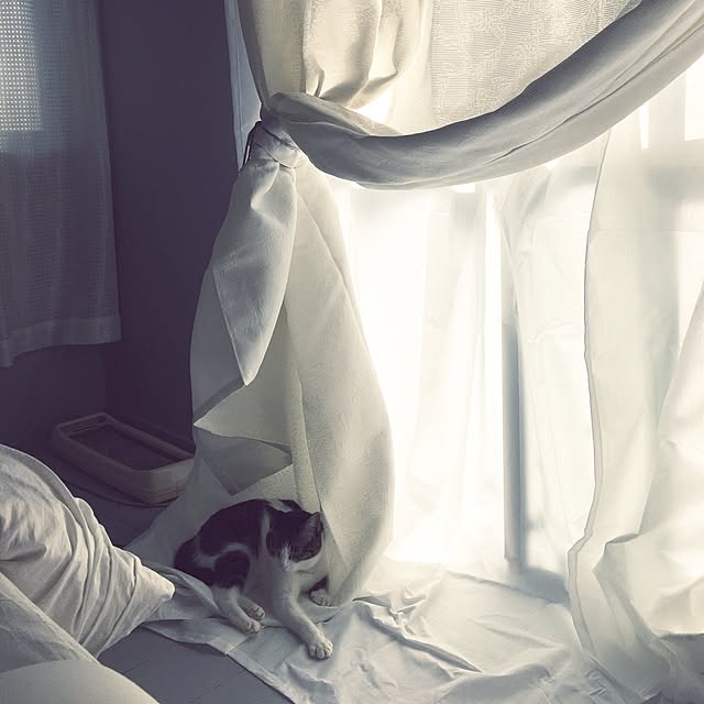 Shihoさんの実例写真