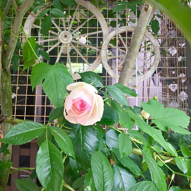 butachanさんの実例写真