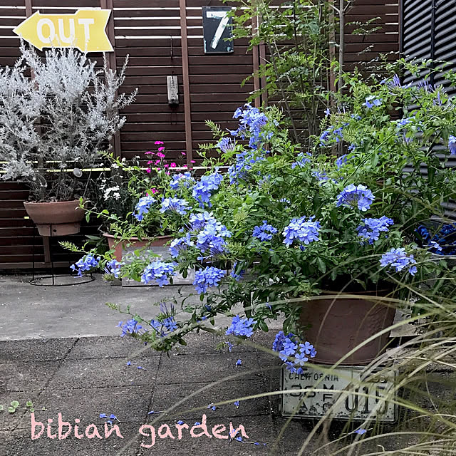 bibianさんの実例写真