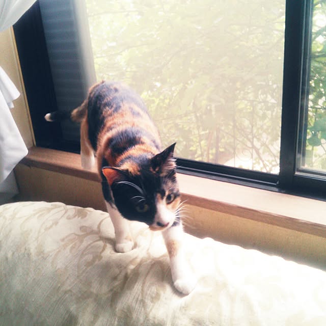 Tomopさんの実例写真
