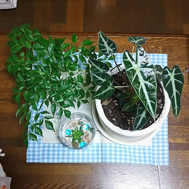 naopyiさんの実例写真
