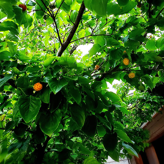 cherrycherryさんの実例写真