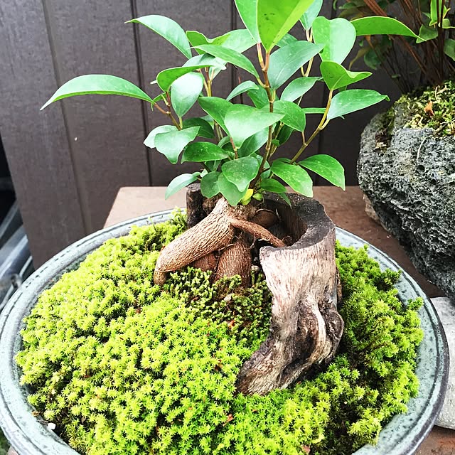 石付けガジュマル/盆栽?観葉植物 うらやましい 石付けガジュマル/盆栽?観葉植物 うらやましい