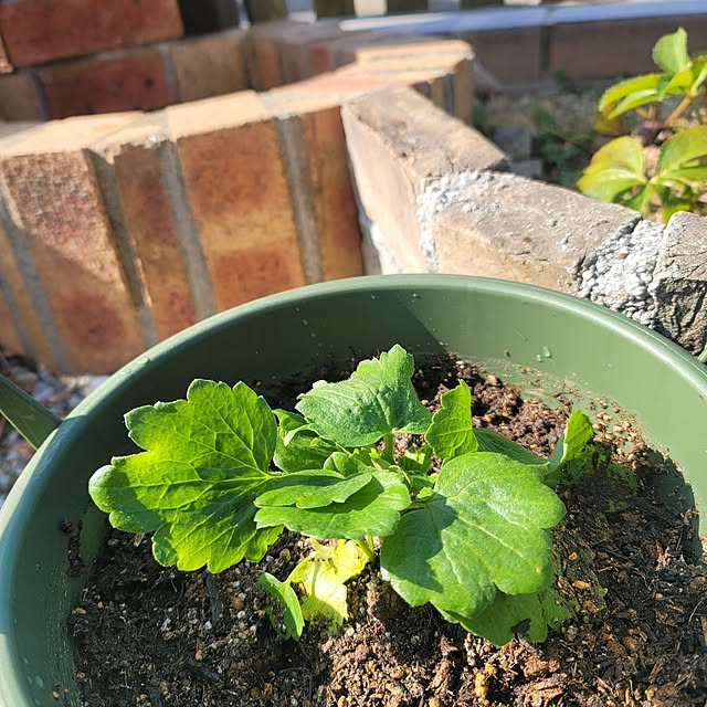 VIORAさんの部屋