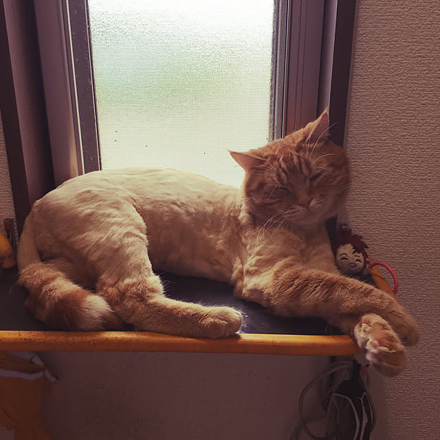 nekoさんの実例写真
