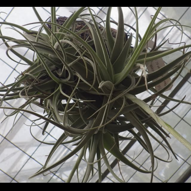 Plantexhibitionhallさんの実例写真