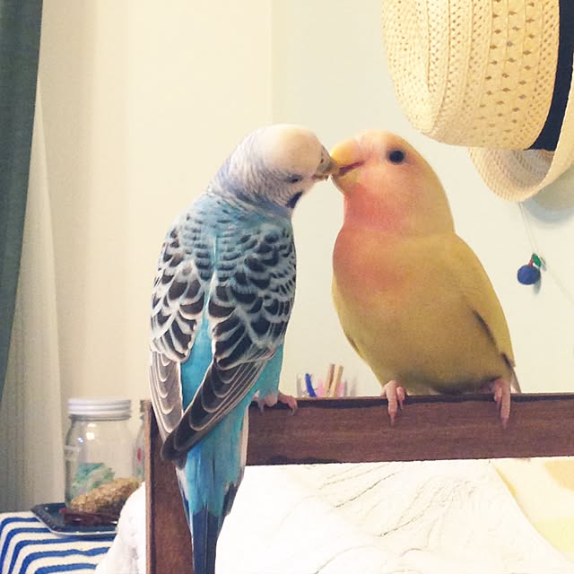 Rikoさんの実例写真