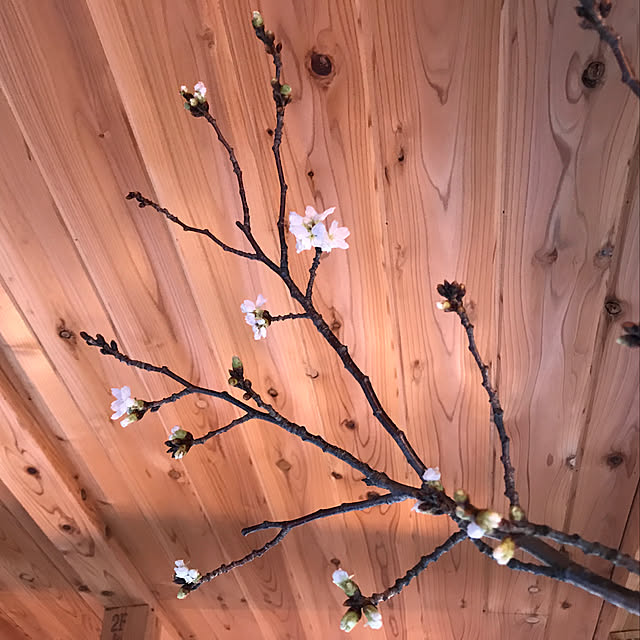 sakurasakuさんの実例写真