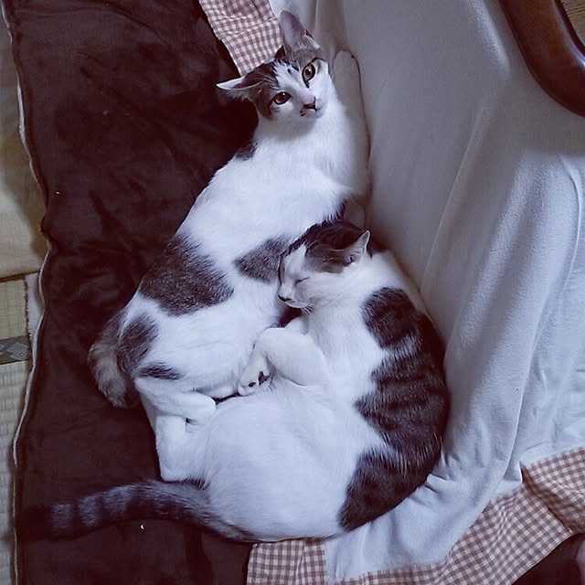kamekoさんの実例写真