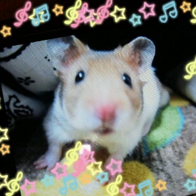 MIKIさんの実例写真