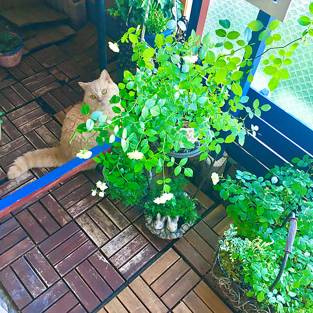 naokoさんの実例写真