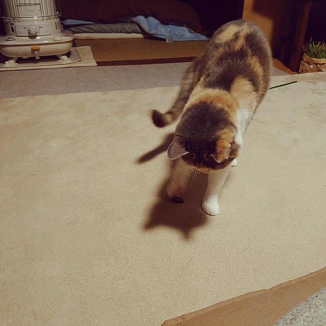 fukuさんの実例写真