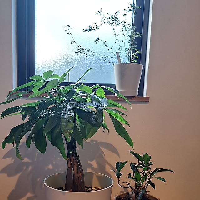 toramonaさんの部屋