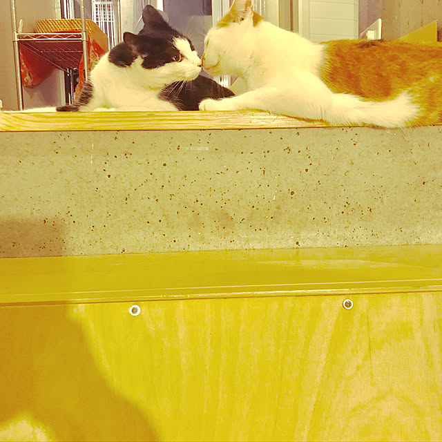 ziziguguさんの実例写真