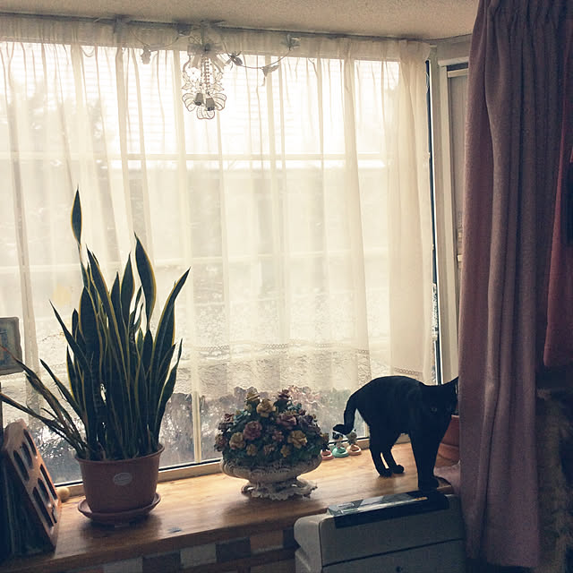 momokiriさんの実例写真