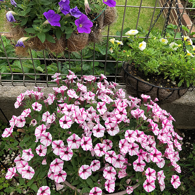 miukiさんの部屋