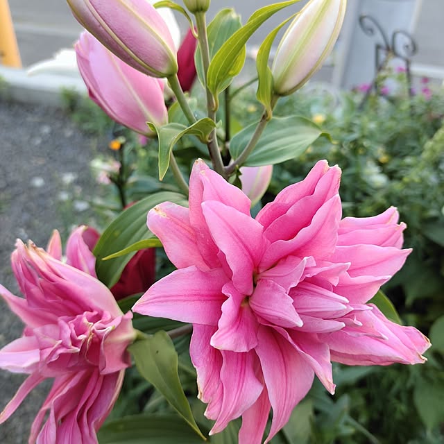 kiraさんの部屋