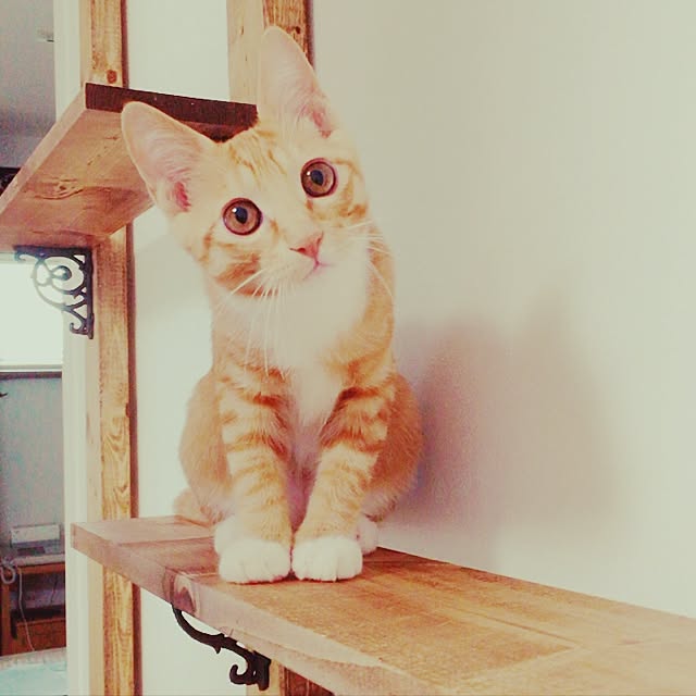 Liccaさんの実例写真