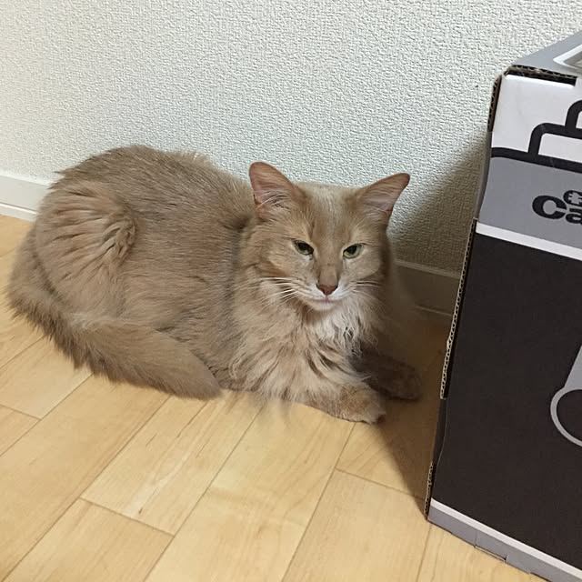 mofucatさんの実例写真