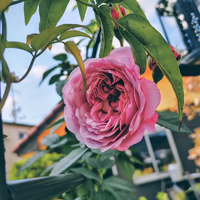 salacocoさんの実例写真