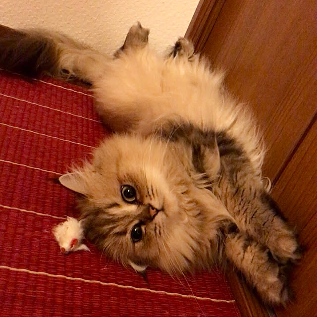 butachanさんの実例写真