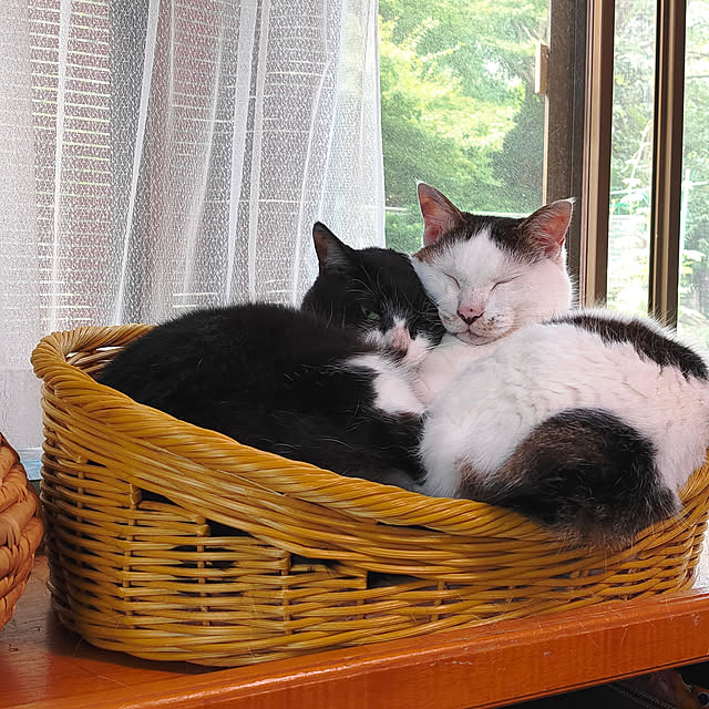 実例写真