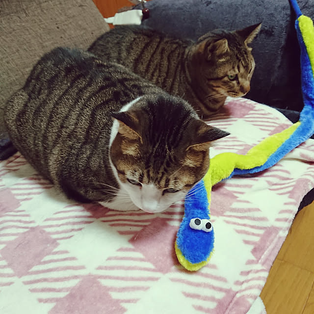 nachiさんの実例写真
