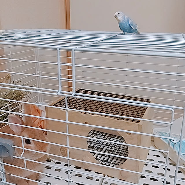 aikkoさんの実例写真