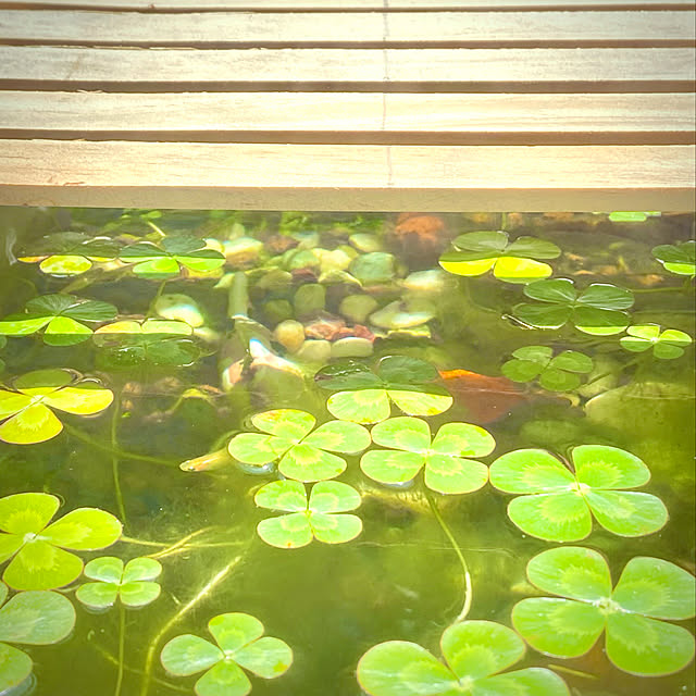 haln_clipさんの実例写真