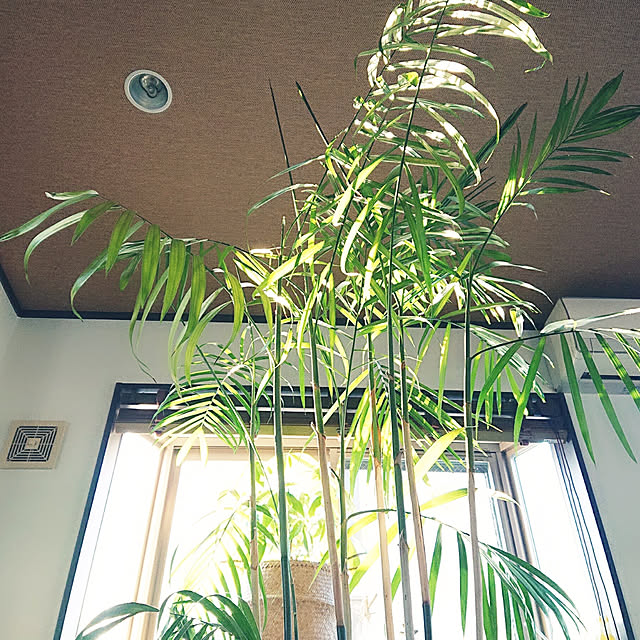 cocosorasakuさんの実例写真