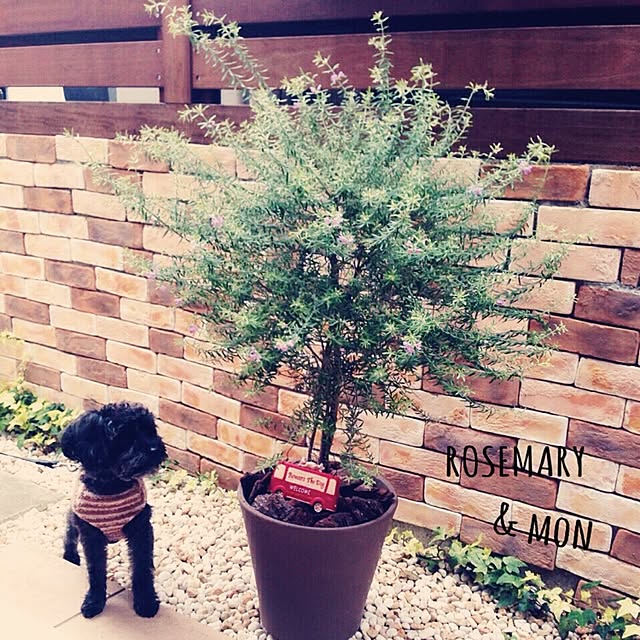 risaさんの実例写真