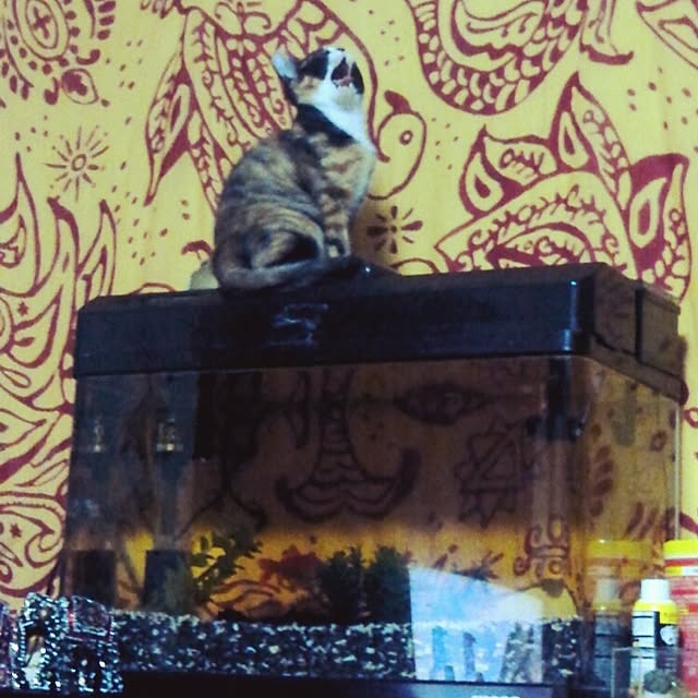 catLoverさんの実例写真