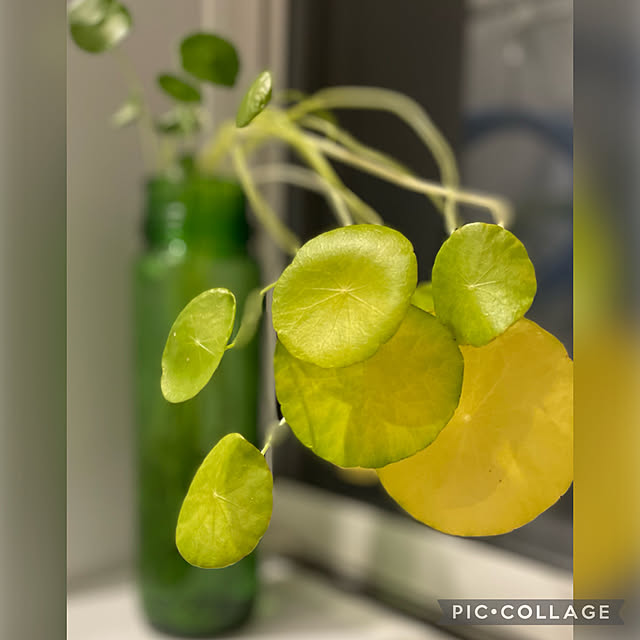 buchiさんの実例写真