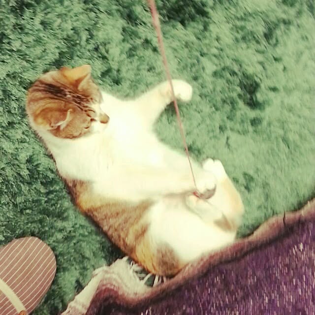 shizurockさんの実例写真