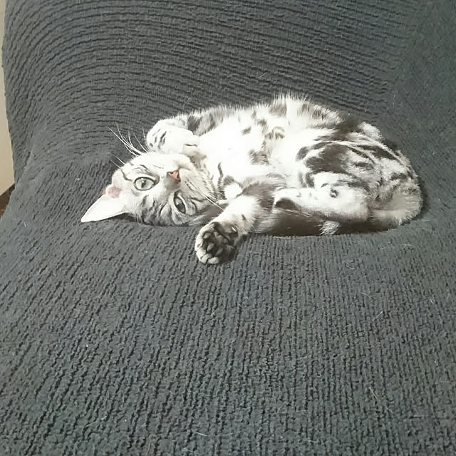 CatClipさんの実例写真