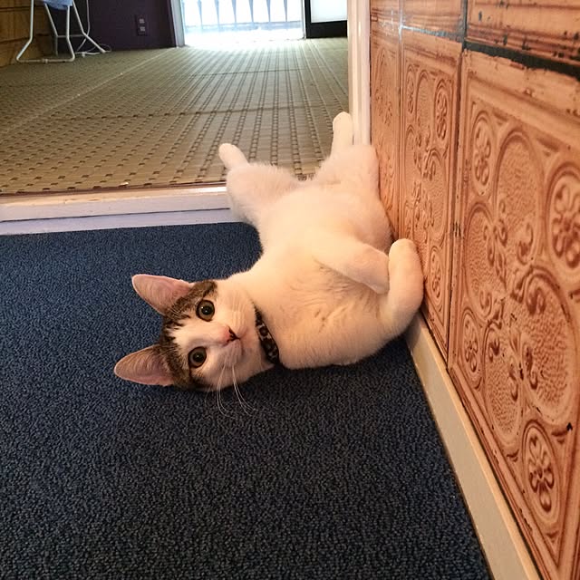 himenekoさんの実例写真