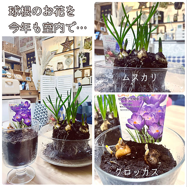 mo-nosukeさんの実例写真