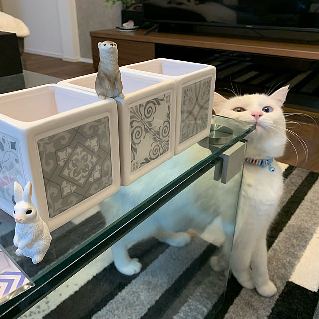 shiiiさんの実例写真