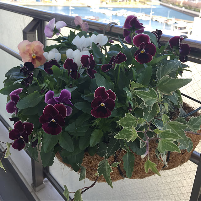 shihoさんの実例写真