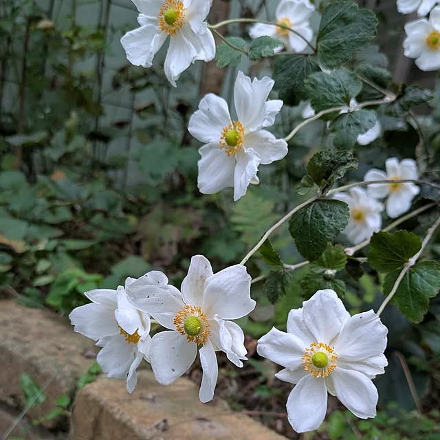 Rさんの実例写真