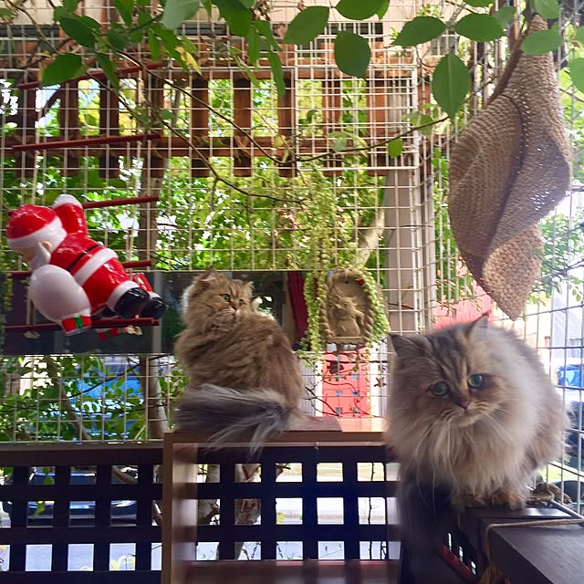 butachanさんの実例写真