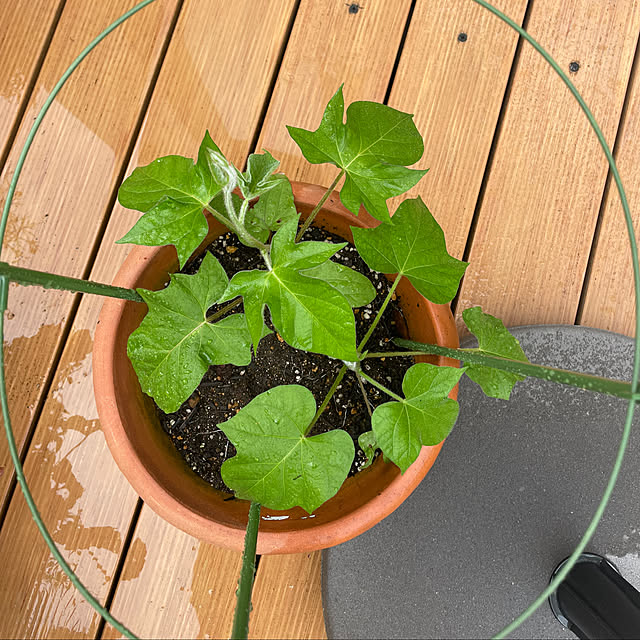 kuikoさんの部屋