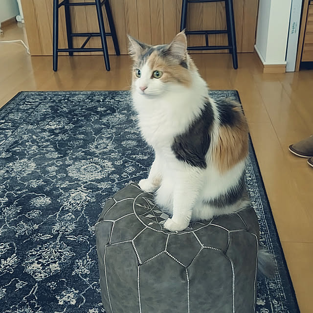 +CHIHARU+さんの実例写真
