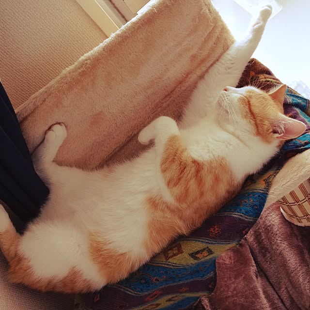 yoshinari_tokuteruさんの実例写真