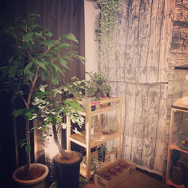 棚/雑貨/IKEA/観葉植物/多肉植物のインテリア実例 - 2017-10-19 22:42:59