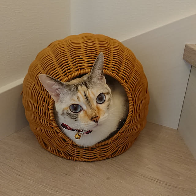 kohakuさんの実例写真