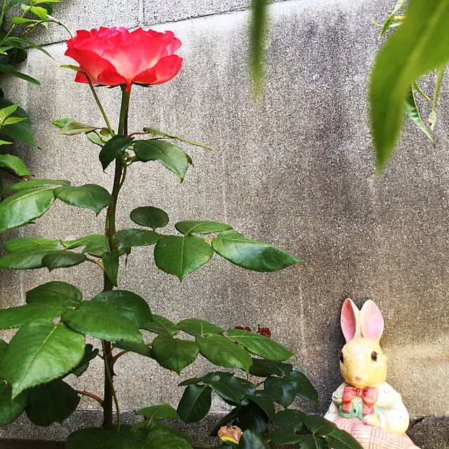 cherryMonroeさんの実例写真